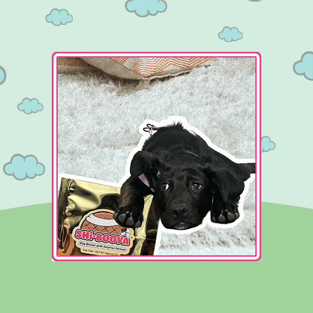 dog_on_a_rug.png