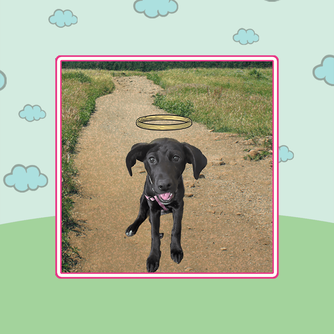 sweet_little_puppy_angel_3.png